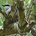 White-bellied Cuckoo-shrike on nest in Centenary Lakes パプアオオサンショウクイ<br />Canon EOS 7D + EF300 F2.8L III + EF1.4xII